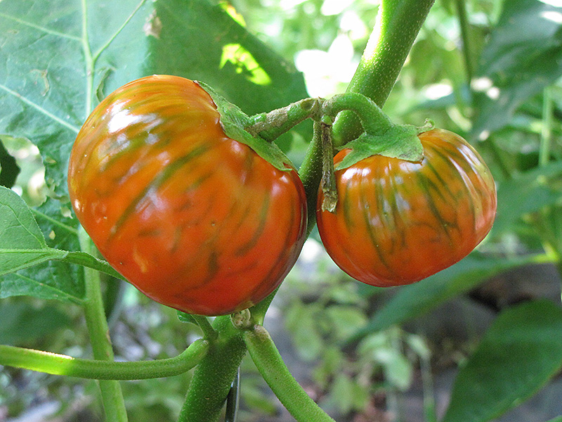 25 TURKISH ORANGE EGGPLANT Scarlet Solanum Aethiopicum Fruit