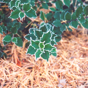 Plant Photo 2
