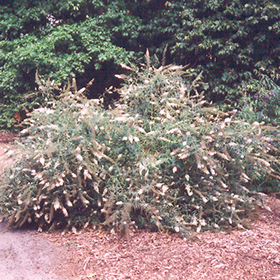 Plant Photo 6