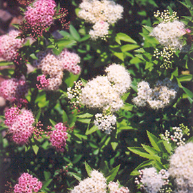 Plant Photo 3
