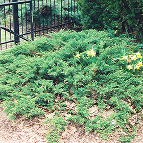 Plant Photo 6