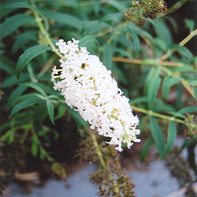 Plant Photo 2