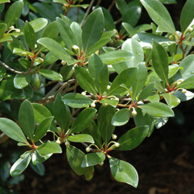 Plant Photo 10