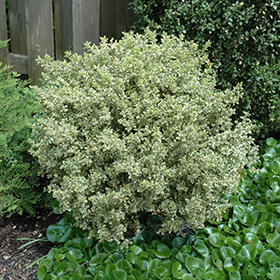 Plant Photo 1