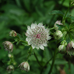 Plant Photo 10