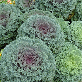 Plant Photo 3