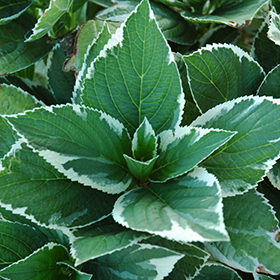 Plant Photo 8