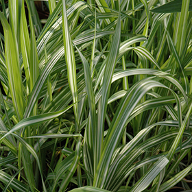 Plant Photo 3