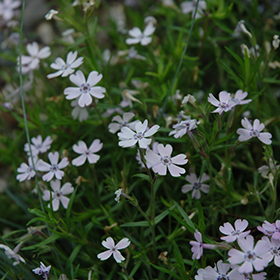 Plant Photo 3