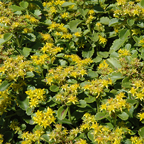 Plant Photo 10