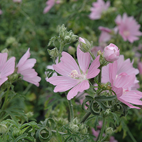 Plant Photo 6