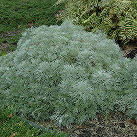 Plant Photo 1