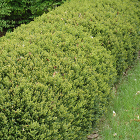 Plant Photo 1