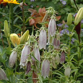 Plant Photo 4