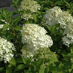 Plant Photo 6