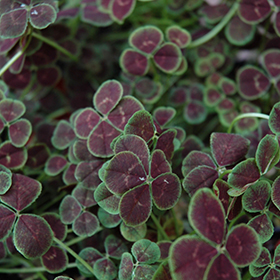 Plant Photo 6