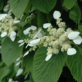 Plant Photo 7