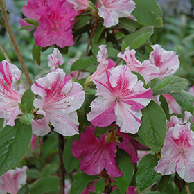 Plant Photo 6