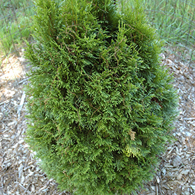 Plant Photo 7