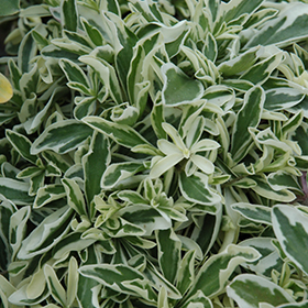 Plant Photo 8