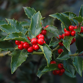 Plant Photo 3
