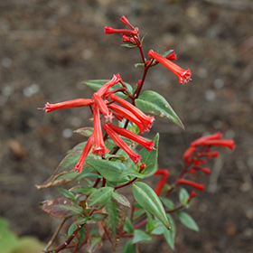 Plant Photo 1