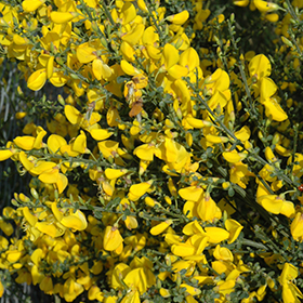 Plant Photo 8