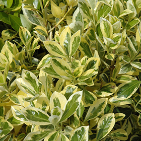 Plant Photo 3