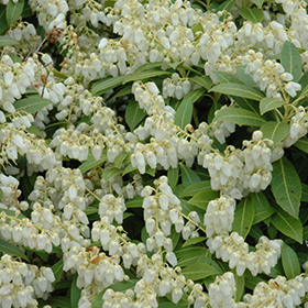 Plant Photo 10