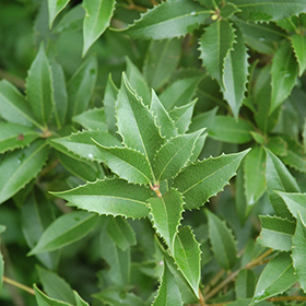 Plant Photo 4