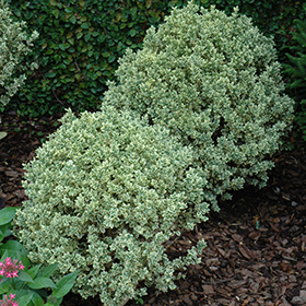 Plant Photo 10