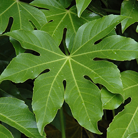 Plant Photo 6