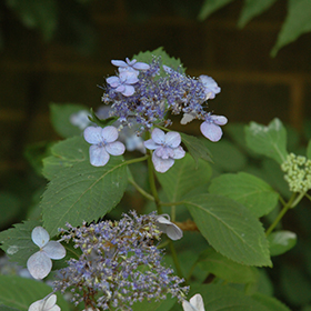 Plant Photo 1