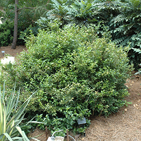 Plant Photo 1