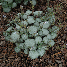 Plant Photo 9