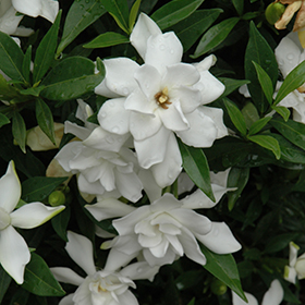 Plant Photo 10
