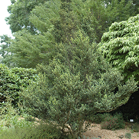 Plant Photo 1