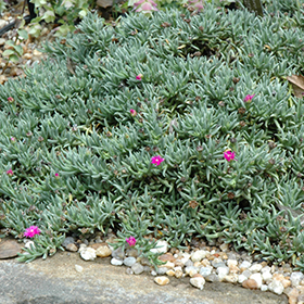 Plant Photo 4