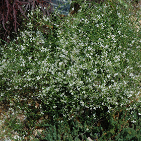 Plant Photo 9