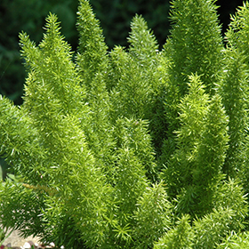 Plant Photo 4