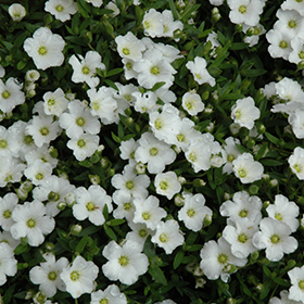Plant Photo 10