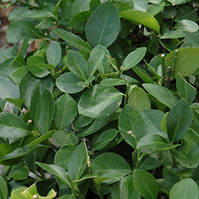 Plant Photo 4