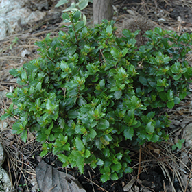 Plant Photo 1