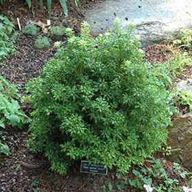Plant Photo 9