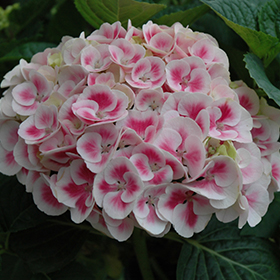 Plant Photo 4