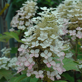 Plant Photo 3