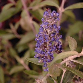 Plant Photo 10
