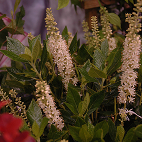 Plant Photo 3