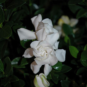 Plant Photo 1