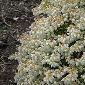 Plant Photo 3